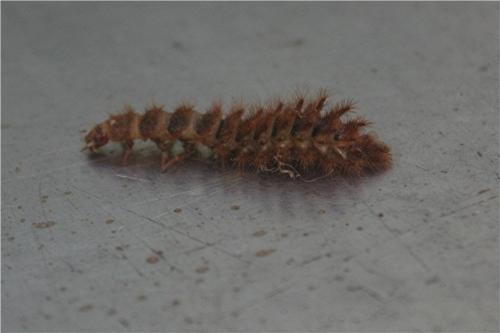 Drilus sp.